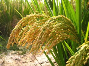 现代农业产业园巡礼 两水 精品农业产业助力乡村振兴 水稻篇