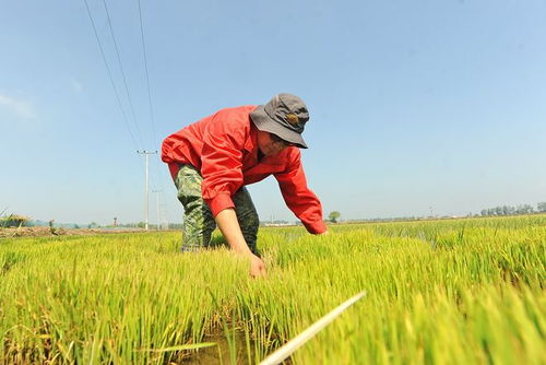 中国石油辽河油田振兴服务分公司 辽河谣 大米获绿色食品证书